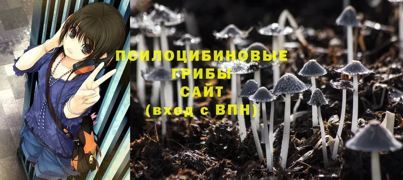 Галлюциногенные грибы Psilocybe  закладки  Шарыпово 